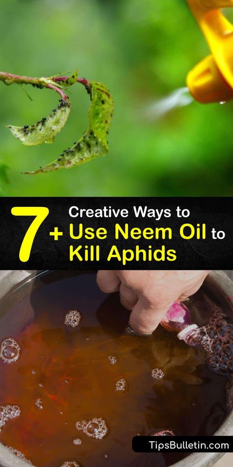 Neem Oil For Plants Pest Control, Neem Oil Recipes, Currant Bush, Benefits Of Vegetables, Natural Insecticide, Foliar Spray, Landscape Diy, Vegetable Benefits, Grow Garden