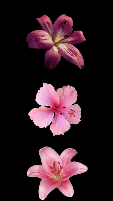 Pink Hibiscus Black Background, High Definition Flower Wallpapers, Lotus Flower Wallpaper Iphone Wallpapers, Realistic Flower Wallpaper, Hubiskis Flower Wallpaper, Black Background Flowers Wallpapers, Hibiscus Wallpaper Black Background, Matching Flower Wallpaper, Habisquis Flower Wallpaper