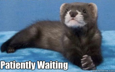 Waiting Patiently Waiting Meme Funny, Waiting Patiently Funny, Waiting Meme, Funny Reactions, Funny Animal Pics, Meme Indo, Waiting Patiently, Life Motto, Reaction Pic