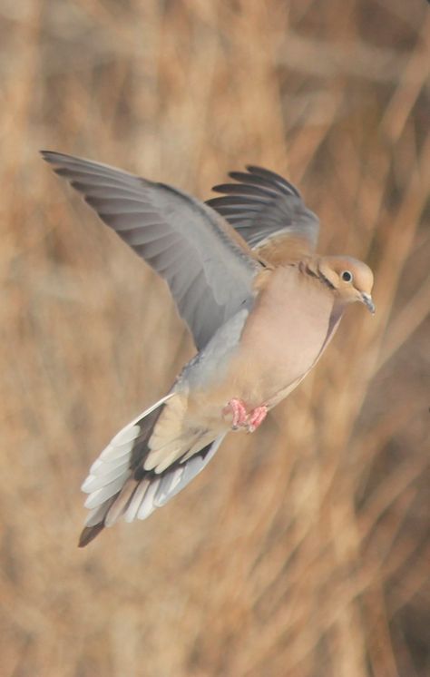 Morning Doves, Dove In Flight, Owls Cute, Dove Flying, Drawing Birds, Dove Pigeon, Turtle Doves, Turtle Dove, Dove Bird