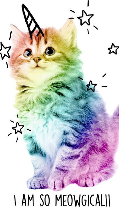 Rainbow Animals, Cat Phone Wallpaper, Kitten Wallpaper, S Pictures, Cat Phone, Cat Wallpaper, Phone Wallpaper, Kittens, Cute Animals