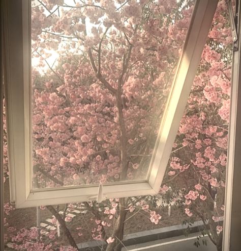 Pink Landscape Aesthetic, Muted Pink Aesthetic, Japan Pink Aesthetic, Pink Spring Aesthetic, Pink And Brown Aesthetic, Pink Scenery, Japan Spring, Soft Pink Theme, Nothing But Flowers