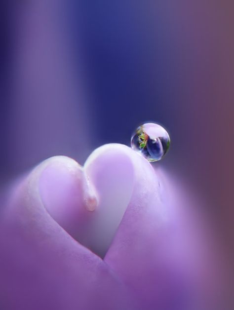 Lilac Heart, Hearts In Nature, Hearts Everywhere, Heart In Nature, Clean Heart, I Love Heart, Dew Drops, Heart To Heart, Beating Heart