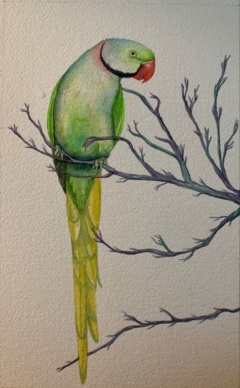 Green Bird Drawing, Green Bird Aesthetic, Green Parrot Drawing, Parotts Bird Drawing, Green Parrot Painting, Parrot Art Painting, Parrots Drawing, Watercolor Parrot Painting, Parrot Watercolor