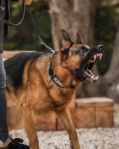 RAWR   @elko_the_star   #germanshepherd #germanshepherds #germanshepherdphotos #germanshepherdpictures #germanshepherdpics #gsdpictures #gsdpics #gsd #germanshepherddogs#germanshepherdpuppies #gsdstagram German Shepherd, german shepherds, german shepherd photos, german shepherd puppies,german shepherd dogs German Shepherd Facts, German Sheperd Dogs, German Shepherd Breeds, Angry Dog, Bulldog Breeds, Scary Dogs, Black German Shepherd, Working Dog, Coban