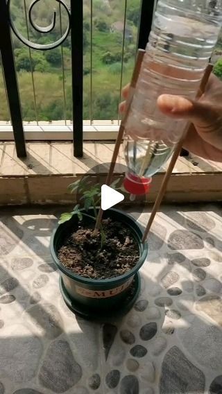 Kitchen Window Garden, Garden Ideas With Plastic Bottles, Watering Plants, Plant Watering, Vegetable Garden Diy, Plant Hacks, Veg Garden, Diy Water, Container Gardening Vegetables