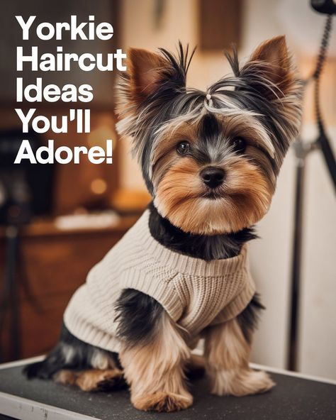 Looking for the cutest Yorkie puppy haircuts? Discover Yorkie haircuts that make your Yorkie Terrier look adorable and stylish! From the popular Yorkie Teddy Bear Cut to other trendy Yorkie hairstyles, find the perfect Yorkie puppy cut for your little buddy. Give your Yorkshire Terrier a look that’s both lovable and well-groomed! #gg  #pethealthcaretips #yorkiehaircut Yorkshire Terrier Long Hair, Yorkshire Terrier Hairstyles, Different Yorkie Haircuts, Biewer Yorkie Haircut, Yorkshire Terrier Haircuts, Long Hair Chihuahua Grooming Styles, Morkie Haircut Hairstyles Teddy Bears, Yorkipoo Haircut, Male Yorkie Hairstyles