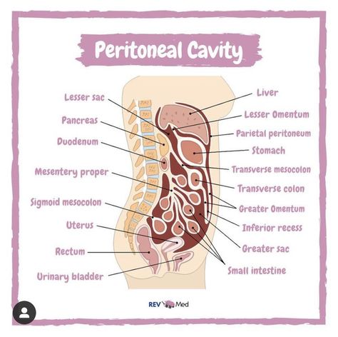 Veterinary Notes, Anatomy And Physiology Notes, Pediatric Nursing Study, Flashcards Free Printable, Physiology Notes, Anatomy Notes, Nursing Study Tips, Anatomy Flashcards, Parotid Gland