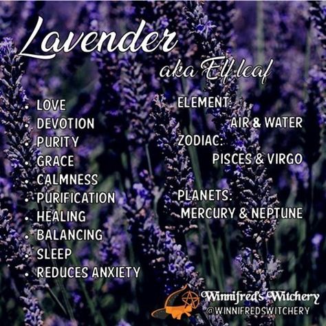 Kitchen Magick, Find Us On Social Media, Lavender Moon, Spell Work, Magic Herbs, Lavender Amethyst, Magical Herbs, Herbs Plants, Witch Spell Book