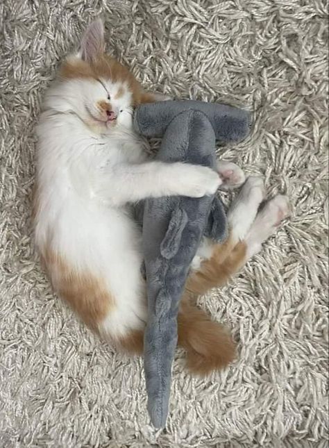 Cat And Shark Matching Pfp, Cats And Sharks, Cat Hugging Plushie, Cats With Plushies, Hug Plushie Reference, Shark Plushie Aesthetic, Hugging Plushie Reference, Hugging Plushie Pose, Hugging Plushie