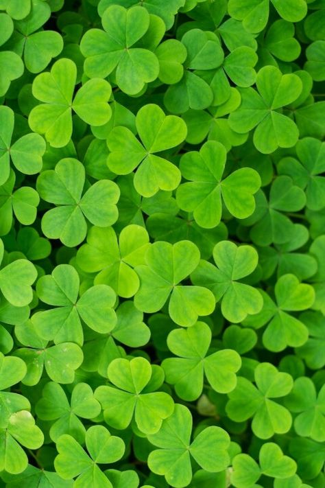 Lucky Wallpaper, Awesome Wallpapers, Plants Are Friends, Luck Charm, Simple Green, Wallpaper Cave, Inspirational Wallpapers, Flower Phone Wallpaper, Leaf Wallpaper