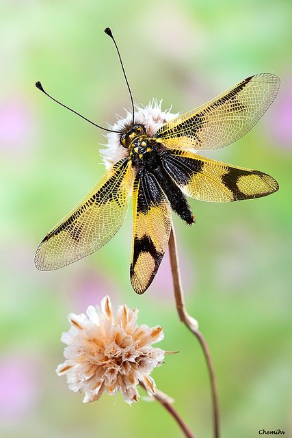 Owlflies are dragonfly-like insects with large bulging eyes and strongly knobbed antennae. They are neuropterans in the family Ascalaphidae; they are only distantly related to the true flies, and even more distant from the dragonflies and damselflies. They are diurnal or crepuscular predators of other flying insects, and are typically 2 inches long. Dragonfly Photos, Bulging Eyes, Cool Insects, Damselflies, Cool Bugs, Flying Insects, Beautiful Bugs, Creepy Crawlies, Arthropods