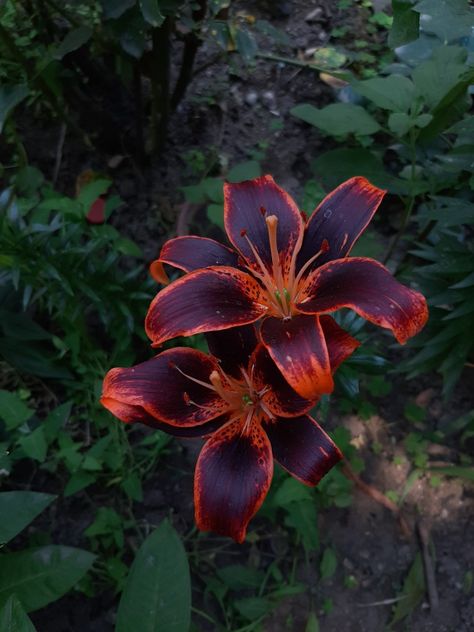 #daylily #lily #flowers #aesthetic Daylillies Aesthetic, Daylily Aesthetic, Stargazer Lily Aesthetic, Lily Flowers Aesthetic, Calla Lily Aesthetic, Night Rider Lily, Black Lily Flower, Edgy Flowers, Lilies Aesthetic