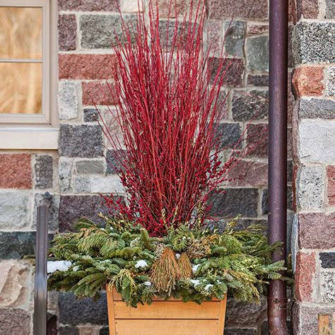 Contrasting Colors Fall Vase Filler, Red Dogwood, Red Twig Dogwood, Twig Dogwood, Dogwood Branches, Winter Planter, Christmas Planters, Fall Floral Arrangements, Outdoor Decorating