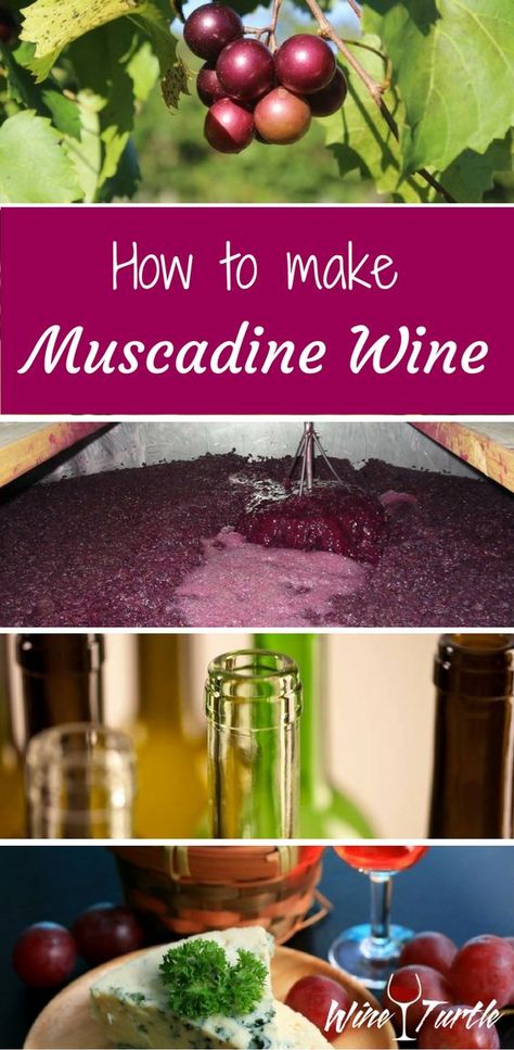 Looking for a great muscadine wine recipe? Check this out! How To Make Muscadine Wine Homemade, Muscadines Recipe, How To Make Muscadine Wine, Muscadine Wine Recipes, Scuppernong Wine Recipe, Muscadine Grapes Recipes, Easy Muscadine Wine Recipe, Wild Grape Wine Recipe, Muscadine Jelly Recipe