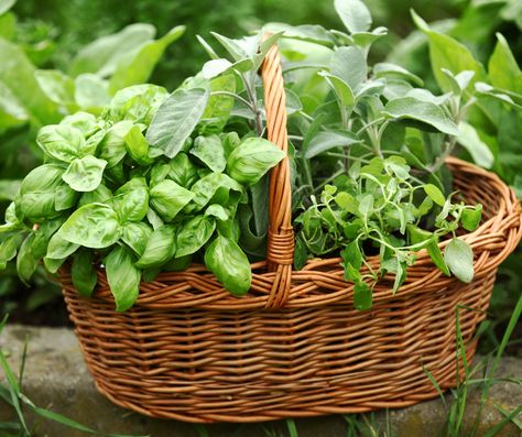 Garden Baskets, Herbal Tea Garden, Medicinal Herbs Garden, Culinary Herbs, Garden Photography, Tea Garden, Dr Oz, Herb Seeds, Healing Herbs