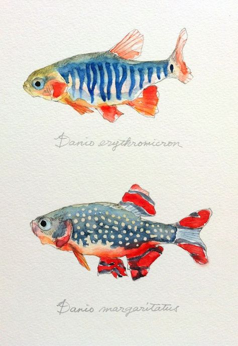 Akvarel Illustration, Family Watercolor, Colored Water, Watercolor Fish, Canvas Painting Ideas, Fish Illustration, Two Fish, Fish Drawings, 수채화 그림