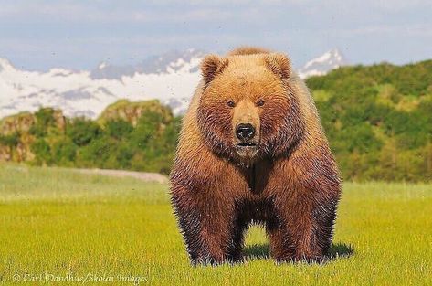 Animal on Planet 🐾 on Instagram: “Kodiak bears can reach up to 1400lbs and 11 ft with dark black eyes similar to Great White sharks. 🐻🔥 Follow 👉@wildonplanet for more! Photo…” Kodiak Bear, Katmai National Park, Bear Photos, Types Of Animals, Clydesdale, Love Bear, White Sharks, Great White Shark, Bear Art