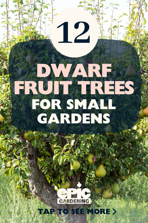 A small pear tree with ripe, green, fruit on it Zone 7 Fruit Trees, Small Garden Fruit Trees, Fruit Trees In Small Backyard, Mini Fruit Tree Orchard, Fruit Tree Lined Driveway, Garden Layout With Fruit Trees, Zone 8 Fruit Trees, How To Plant Fruit Trees, Small Fruit Tree Garden