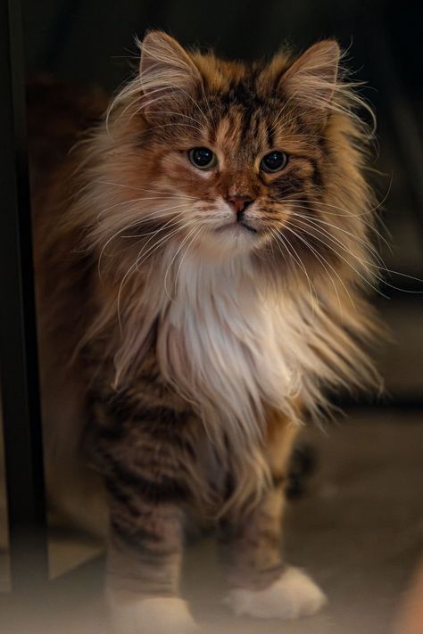 21 Gorgeous Cat Breeds With Pictures Mini Cats Breed, Grey And White Long Haired Cat, Prettiest Cat Breeds, Pretty Cats Unique, Small Cat Breeds, Exotic Cat Breeds, Cat Haircut, Fluffy Cat Breeds, Different Breeds Of Cats