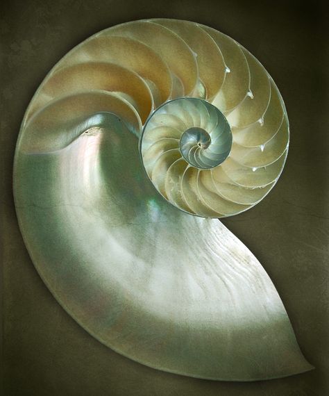 Nautilus Spirals In Nature, Shell Artwork, Shell Structure, Beautiful Shells, Spiral Shell, Fibonacci Sequence, Fibonacci Spiral, Nautilus Shell, She Sells Seashells