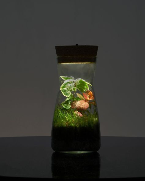 🌿 Introducing our DIY Terrarium Kit Porto! Perfect for any space, this small bottle terrarium comes with everything you need, including Fittonia, Ivy, and Moss. 🌱 Plus, you can upgrade with a LED cork lid for a magical glow! 🎁 It's the ideal birthday gift for plant lovers. #terrariumcare #terrarium #terrariums #indoorgarden #terrariumdiy #nature #bonsai #garden #jungle #closedterrarium #terrariumart #terrariumshop #terrariumdreams #terrariumsofinstagram #terrariumscene #terrariumplants #thep... Plant In Bottle, Mini Ecosystem, Terrarium Shop, Terrarium Scene, Make A Terrarium, Garden Jungle, Bottle Terrarium, Diy Terrarium Kit, Terrarium Figurines