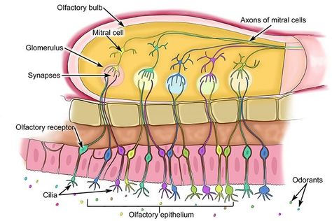 Pheromone Oil, Sensory System, Biology Classroom, Cognitive Psychology, Product Ingredients, Biology Lessons, Medical School Essentials, Medical School Studying, Science Notes