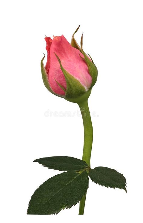 Closeup Pink Rose Bud Isolated on White Background. royalty free stock images Rose Bud Design, October Sketches, Foliage Reference, Bud Plant, Closed Flower, Sequencing Activities Kindergarten, Bud Flower, Plant Bud, Inktober 2024