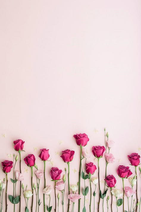 Pink roses on a pink background by Ruth Black for Stocksy United Pink Lashes, نباتات منزلية, Black F, Trendy Flowers, Flower Background Wallpaper, Flower Phone Wallpaper, Rose Wallpaper, Birthday Flowers, Cellphone Wallpaper