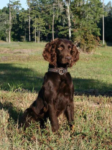 90+ Best Boykin Spaniel Dog Names Boykin Spaniel Puppies, German Spaniel, Sprocker Spaniel, Goose Hunting, Boykin Spaniel, House Pets, Spaniel Breeds, Hunting Supplies, Spaniel Art