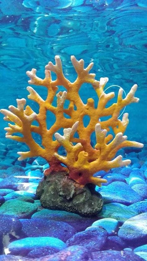 Coral Photography, Coral Reef Photography, Acropora Coral, Coral Plant, Coral Reef Art, Ocean Projects, Underwater Painting, Ocean Coral, Sea Plants