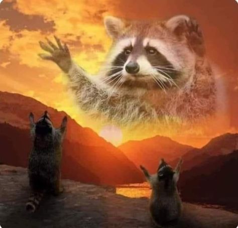 Racoon Funny, Raccoon Memes, Weekend Goals, Cheezburger Cat, Cute Animal Memes, Raccoon Funny, Hyper Fixation, My Pretty Boy, Pose Idea