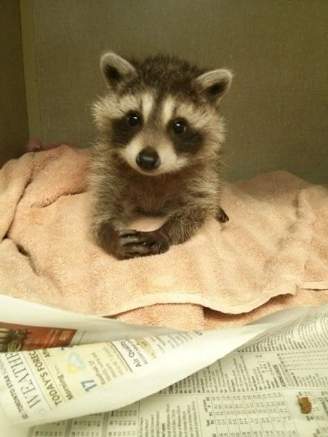 Cute litte racoon Trash Pandas, Baby Raccoon, Racoon, Funny Animal, Adorable Animals, Too Cute, Animals And Pets, Baby Animals, Funny Animals