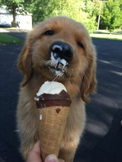 16 Pics Of Golden Retriever To Make Your Day A Golden Retriever, Golden Retriever Puppy, Retriever Puppy, Golden Retriever, Ice Cream, Cream, Dogs