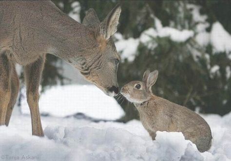 Real Life Bambi and Thumper (Credit to Tanja Askani) - Imgur Deer Deterent, Winnie Poo, Animal Intelligence, Bambi And Thumper, Deer Pictures, Animals Friendship, A Deer, Forest Friends, Baby Deer