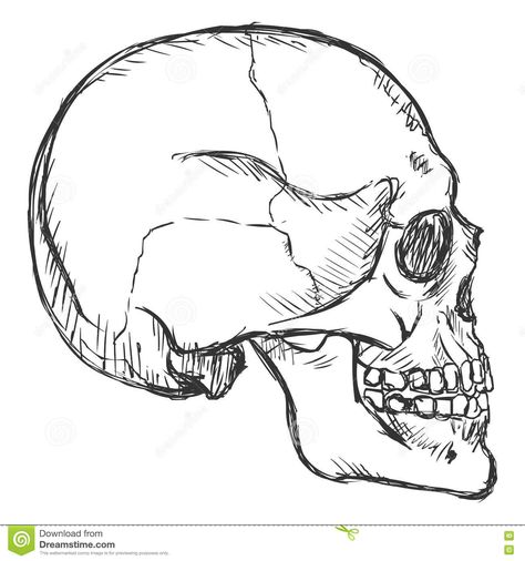 Vector Sketch Side View Skull Stock Illustration - Image: 77733036 Human Organs Drawing, Skull Side View, Side View Drawing, Horror Design, Skull Sketch, Skeleton Drawings, Profile Drawing, Skull Art Drawing, Human Skeleton