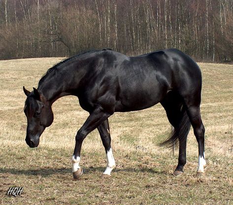 Black American Quarter Horse Stallion Black Quarter Horse Mare, Quater Horses, Aqha Stallion, Quarter Horse Stallion, Horse Black, Paint Horse, Quarter Horses, Soulja Boy, American Quarter Horse