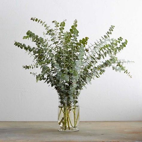 Scented Products to Freshen Up Your Home This Spring | Brit + Co Eucalyptus In Vase, Eucalyptus Decor, Spiral Eucalyptus, Types Of Eucalyptus, Hanging Herbs, Eucalyptus Branches, Wind And Rain, House Smells, Fresh Cut