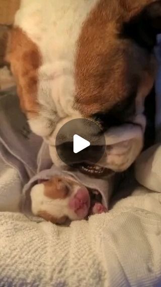 English Bulldog Funny, Dog World, Cute Bulldog Puppies, French Bulldog Funny, Bulldog Francese, Puppy Day, Frenchie Mom, Frenchie Lovers, Bulldog Funny