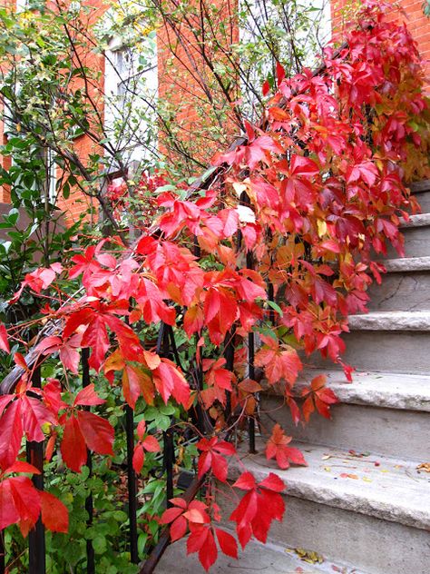 City Patio, Parthenocissus Quinquefolia, French Garden Design, Small House Garden, Companion Planting Vegetables, Southern Alberta, Virginia Creeper, Herb Garden Design, Yard Plants