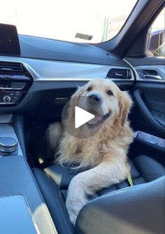 Golden Retriever Funny Videos, Puppy Yoga, Sweet Videos, Yoga Christmas, Excited Dog, Chien Golden Retriever, Cushions Diy, Fiat 500c, Crazy Best Friends