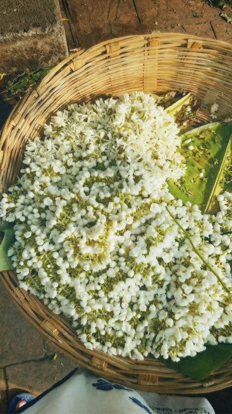 South Asian Aesthetic, Desi Love, Indian Flowers, Rabindranath Tagore, White Jasmine, Jasmine Flower, Nothing But Flowers, I Was A Child, Flower Therapy