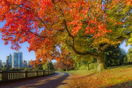 Canada Autumn, Fall Foliage Map, Leaf Peeping, New England Fall, Visit Canada, Vancouver British Columbia, Autumn Scenery, Sea Wall, Little Italy