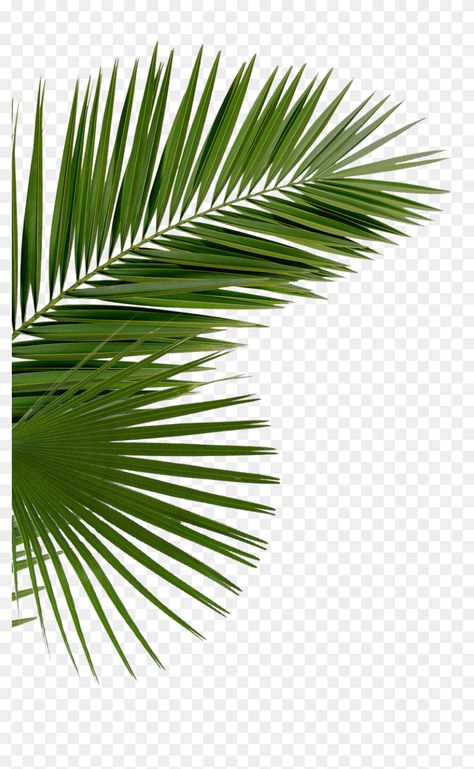 Youtube Avatar, Palm Tree Png, Tree Photoshop, Leaves Png, Photo Elements, Palm Tree Leaves, Photoshop Tutorial Design, Birthday Flyer, Graphic Design Ads