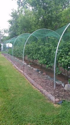 Blueberry Gardening, Plantarea Legumelor, Berry Garden, Orchard Garden, Garden Netting, Veg Garden, Home Vegetable Garden, Vegetable Garden Design, Garden Yard Ideas