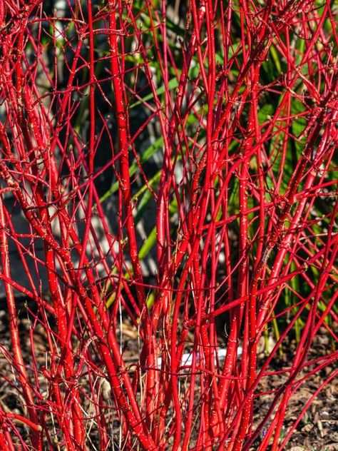 Winter Garden Perennials Red twig dogwood Formal Landscape, Dogwood Shrub, Cornus Alba, Red Dogwood, Red Twig Dogwood, Twig Dogwood, Arborvitae Tree, Redbud Tree, Erosion Control