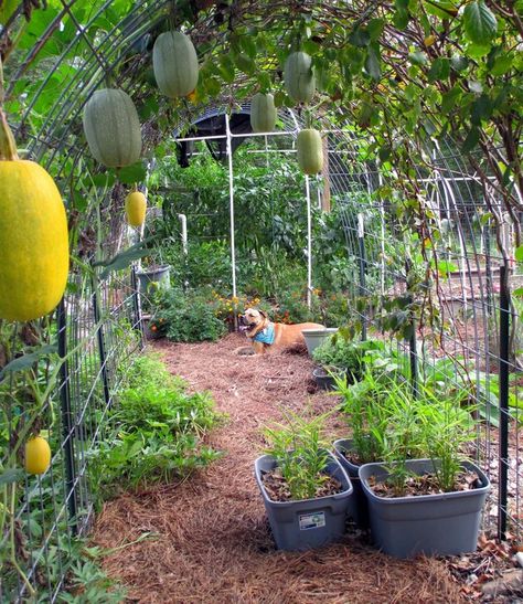 Suburban Food Forest, Diy Food Forest, Food Forest Aesthetic, Vegetable Garden In The Woods, Food Forest Layout, Forest Farming, Backyard Food Forest, Solar Punk Aesthetic, Food Forest Design