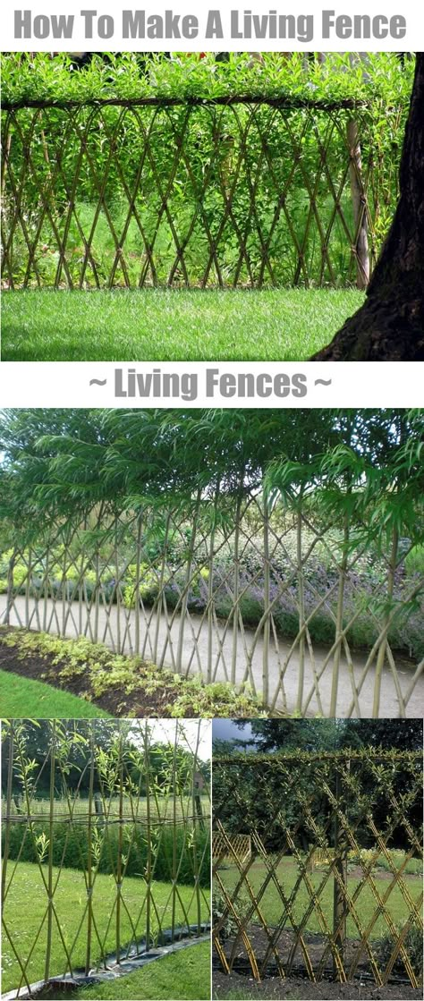 Living Fences - How To Make A Living Fence For Your Garden... | http://www.ecosnippets.com/diy/how-to-make-a-living-fence/ Living Willow Fence, Living Fences, Willow Fence, Living Willow, Living Fence, Plants Growing, Fence Ideas, Garden Fencing, Garden Structures