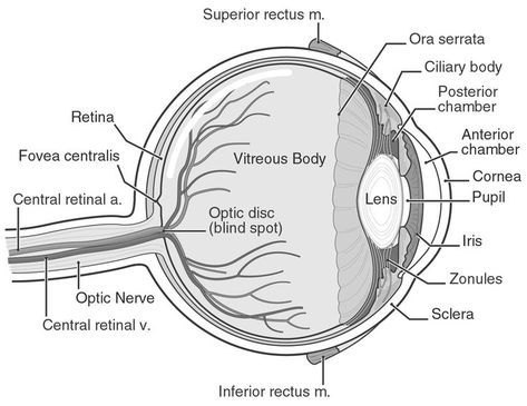 Anatomy Labeled, Diagram Of The Eye, Human Eye Diagram, Human Eye Drawing, Eye Diagram, Biology Diagrams, Eye Structure, Eye Anatomy, Health Medicine