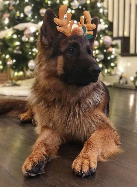 11 months old German Shepherd Cute, Cute Pfps, Santa Paws, Vision Board Manifestation, German Shepherds, German Shepherd, Cute Animals, Vision Board, Dogs